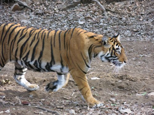 Nur the tiger at Ranthambhore