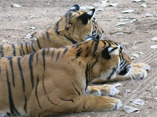 Ranthambhore Tigers Hunting