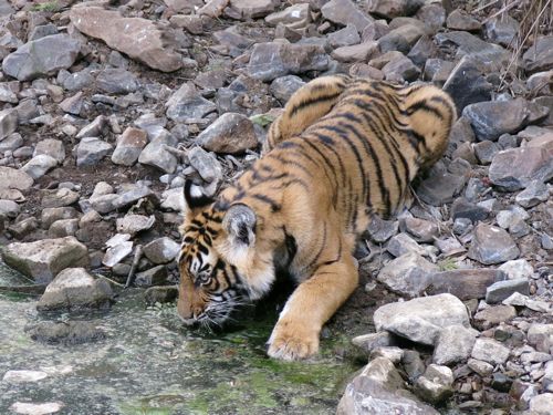 Sultan the tiger cub drinking in Ranthambhore by India Beat